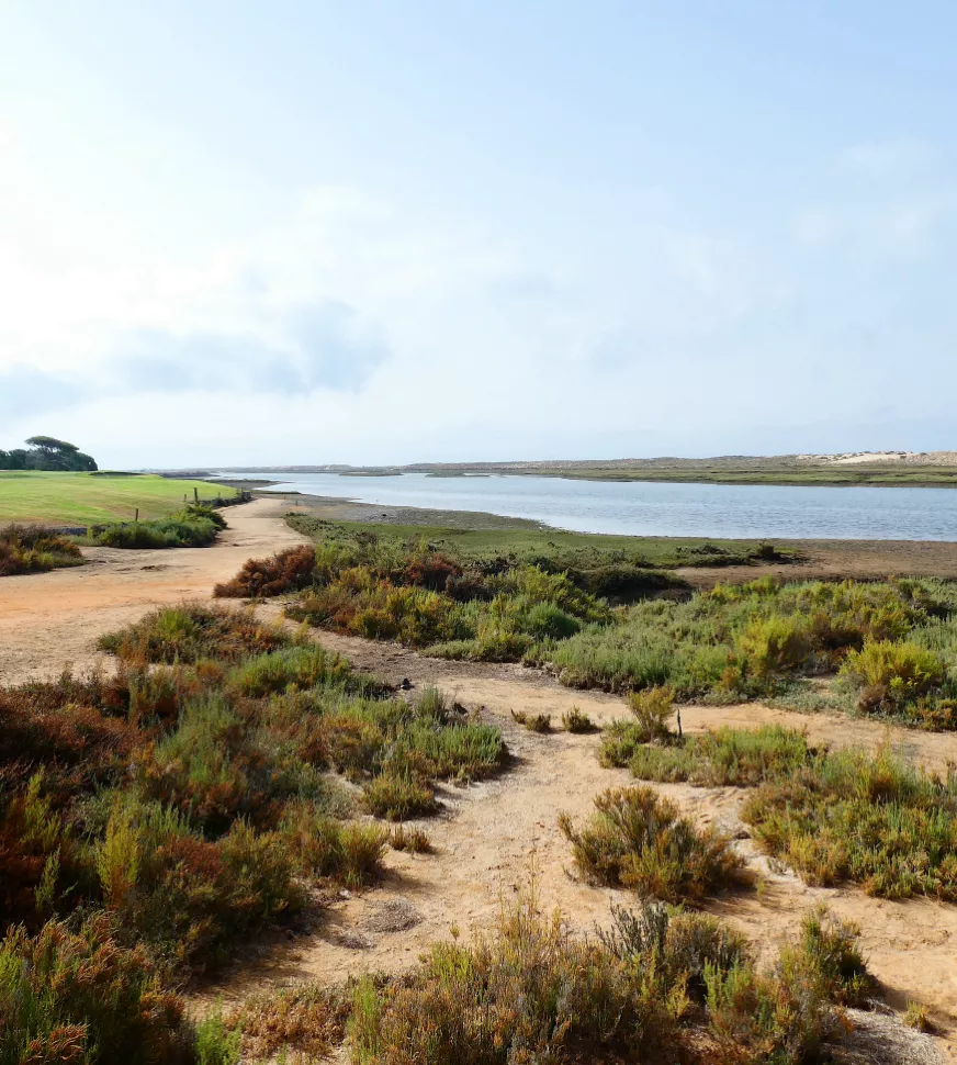 the-v-golden-vale-do-lobo Surrounding flora by Ria Formosa in Vale do Lobo.